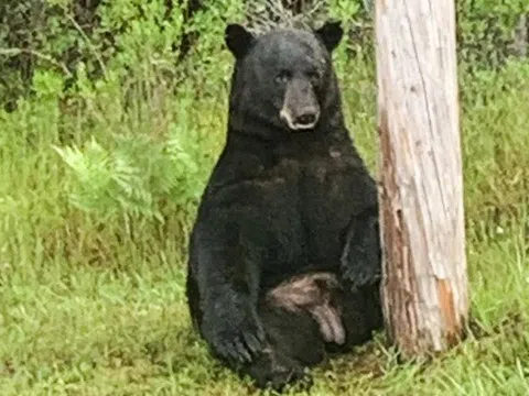 Người đàn ông ở Florida và chó cưng thiệt mạng nghi do loài vật đáng sợ này tấn công