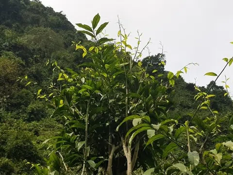 Loại rau từng mọc dại, không ai ngó tới, nay thành đặc sản đắt như thịt: Giúp giữ rừng và làm giàu