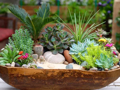 WHO đặc biệt cảnh báo 1 nguy cơ ngay trong nhà: Chuyên gia khuyên trồng loại cây giá rẻ này để "hóa giải"