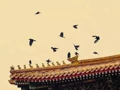 Vì sao cứ tới nửa đêm, Tử Cấm Thành lại đầy quạ đen bay đến?