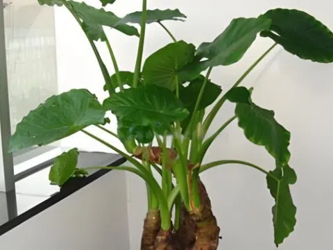 5 cây "ngũ quỷ" đặt trong phòng khách gây tai họa, cứ vô tư trồng thì cả nhà lãnh đủ rủi ro!