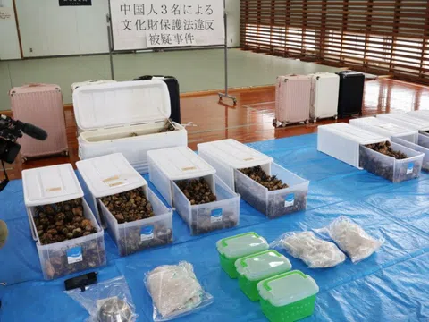 3 người Trung Quốc bị bắt vì nhét đầy hàng nghìn ốc mượn hồn vào vali