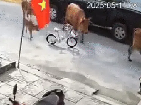 Kinh hãi bò thả rông tấn công cháu bé ở Đà Nẵng