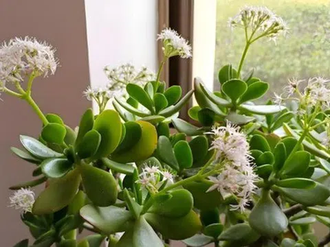 Nhà có 7 loại cây nở hoa, gia chủ "đổi vận" thăng quan phát tài, tiền tụ như mây kéo!