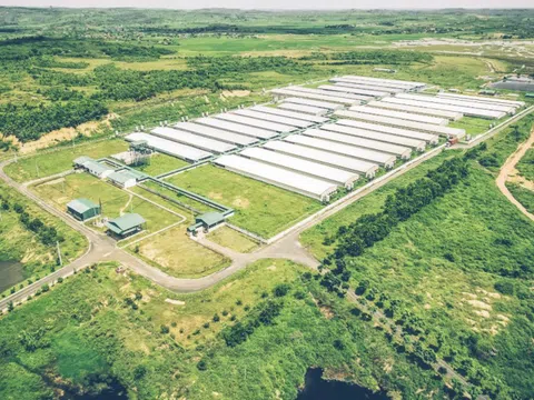 Một DN chăn nuôi Long An lãi 2.100 tỷ, vượt mặt nhiều 'đại gia' lớn