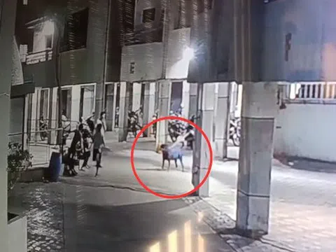 Đang đi cùng dì, bé gái 4 tháng tuổi bị chó dữ tấn công tử vong