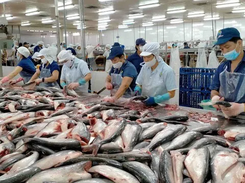 Cá tra Việt Nam lấy lại đà tăng trưởng từ thị trường Trung Quốc