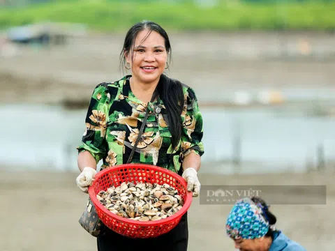 Việt Nam có loại thủy sản nhiều sắt hơn thịt bò, Trung Quốc bỏ triệu đô để mua: Hạ mỡ máu, trị tiểu đường