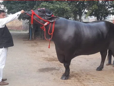 Con trâu được trả 30 tỷ đồng, người đàn ông quyết không bán