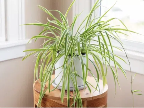 Một loại cây rất đáng trồng trong nhà: NASA bảo chứng khả năng “nuốt” chất độc gây ung thư