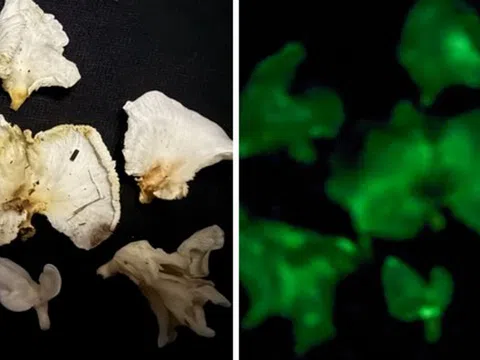 Tìm thấy 2 loài nấm có khả năng phát sáng, thuộc diện kỳ bí nhất thế giới