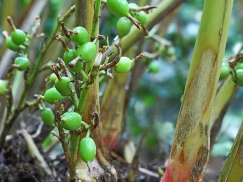 Việt Nam có loại gia vị đắt bậc nhất thế giới, chỉ hơn 10 nước trồng được: Đặc tính dược liệu ấn tượng