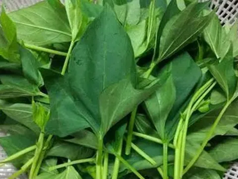 5 loại rau "không bao giờ bị phun thuốc trừ sâu" đang vào mùa, bổ dưỡng như nhân sâm, nhất là cái số 3