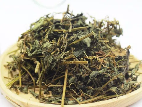 Việt Nam có loại cỏ mọc dại, Trung Quốc sẵn sàng mua với giá cao: Bổ tựa sâm mà ít người biết