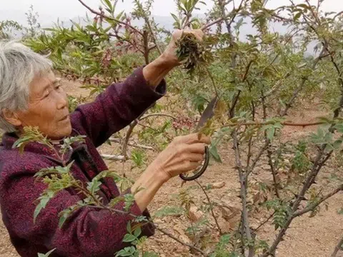 Cây xưa chỉ lấy quả, nay hái lá non đem bán cũng ra tiền