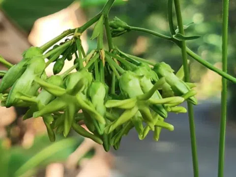 Loại hoa đem nấu canh giúp bổ gan, thận: Việt Nam trồng nhiều, người dân đem bán, kiếm hơn 1 tỷ đồng/năm