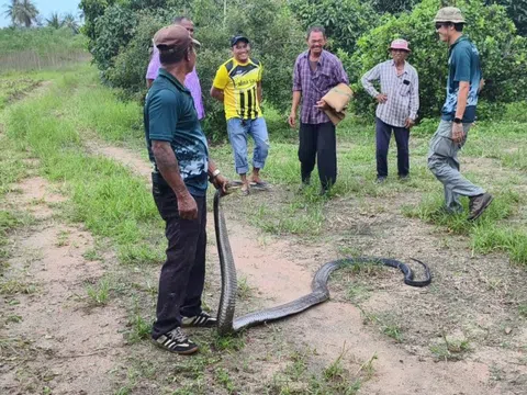 Bắt sống rắn hổ mang chúa dài 4,5 mét bơi trong ao nhà dân