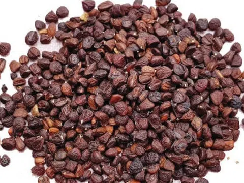 Hạt dổi Tây Bắc - gia vị tự nhiên cho món ăn thêm đậm đà