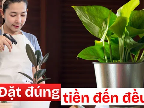 3 góc thường bị bỏ quên trong nhà – đặt đúng một chậu cây là ngăn được thất thoát tiền bạc