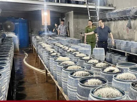 Triệt phá 2 cơ sở sản xuất, bán gần 350 tấn giá đỗ ngâm hóa chất ra thị trường