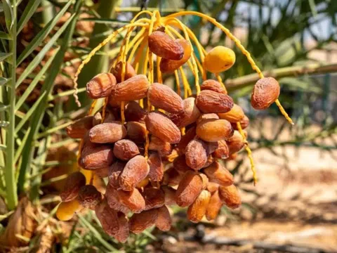 Việt Nam trồng được thứ mà Dubai coi là "quả quý tộc": Vị ngọt nhưng ổn định đường huyết, ngừa ung thư