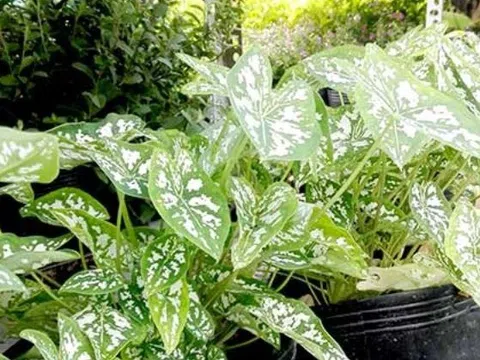 Không nên trồng 5 cây này trong nhà: Hoa tươi người héo, vận xui kéo đến liên tục