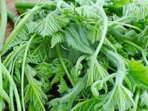 Cách chế biến loại rau bổ ngang thịt, ăn thường xuyên giúp sáng mắt, đẹp da
