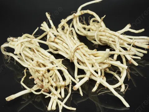 Đừng chỉ ăn lá, rễ loại cây này quý như "nhân sâm người nghèo" ở quê mọc um tùm như cỏ dại