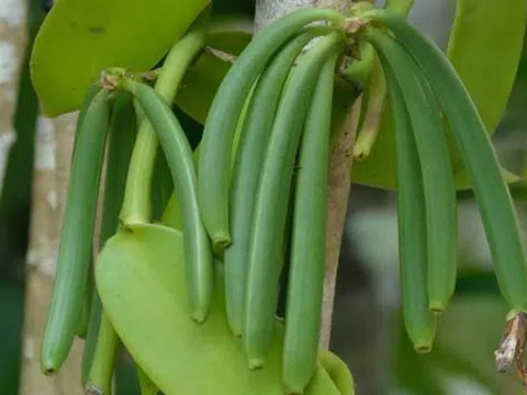Loại quả đắt đỏ bậc nhất thế giới, từng có giá 15 triệu đồng/kg, ở Việt Nam cũng trồng