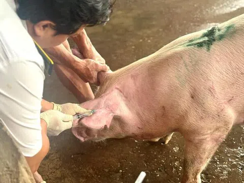 Lấy mẫu máu heo của C.P. Việt Nam tại lò mổ ở Sóc Trăng xét nghiệm dịch bệnh