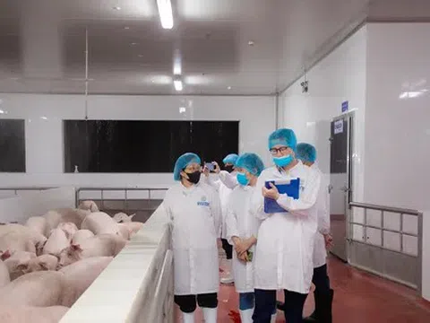 Kiểm tra hoạt động giết mổ lợn của Công ty C.P Việt Nam tại Hà Nội