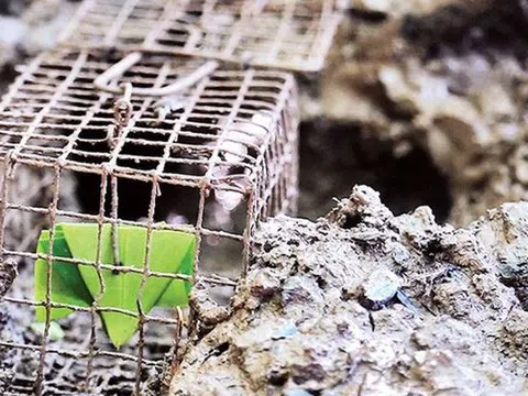 Đặc sản có tên vô cùng lạ, xưa ít người ăn nay dân phố thích mê, 90.000 đồng/kg