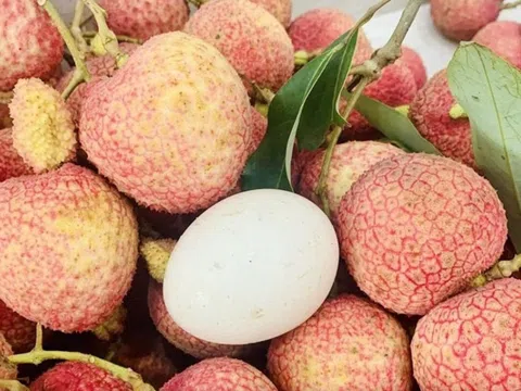 Loại vải to như quả trứng gà, giá 240k/kg vẫn cháy hàng: Đặc sản địa phương "lên đời" sang châu Âu!