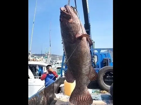Bắt được cá mú nặng 102kg, ngư dân liền bán với giá 60 triệu đồng