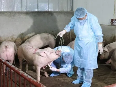 Động vật bị bệnh phải tiêu hủy, người chăn nuôi được hỗ trợ bao nhiêu tiền?