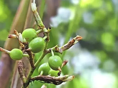 Loại gia vị đắt đỏ bậc nhất thế giới, 2 triệu đồng/kg, ở Việt Nam trồng bạt ngàn