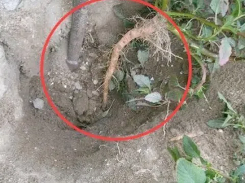 Cây người Việt chỉ ăn lá, ai ngờ rễ mới là “mỏ vàng” hái ra tiền