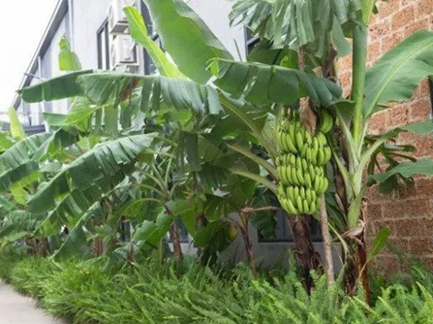 Người xưa dặn trồng chuối sau nhà, nhưng trước cửa mà có thứ này thì ĐỪNG DẠI làm theo!