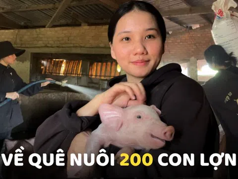 Gen Z rời TP.HCM về quê nuôi 200 con lợn
