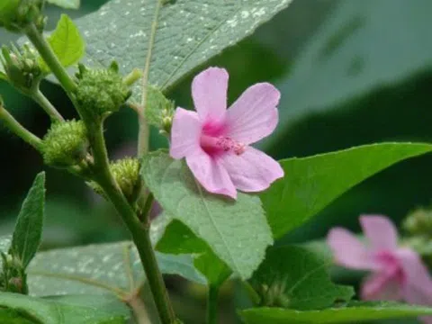 Cây dại xưa bị nhổ bỏ nay hoá "mỏ vàng" hái ra tiền, 500.000 đồng/kg