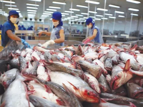 Phế phẩm cá từng cho heo ăn hoặc vứt bỏ nay thành mặt hàng triệu đô, doanh nghiệp Việt đổ xô săn đón