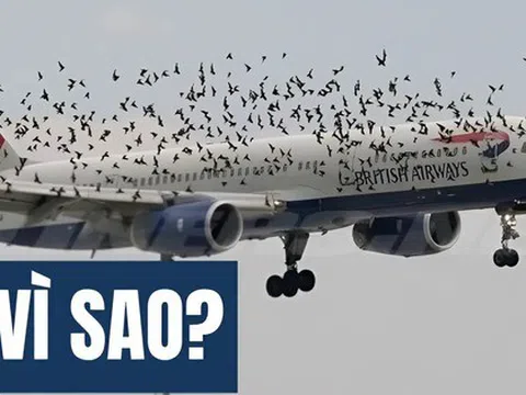 Kiến thức Vật Lý lớp 10 này sẽ khiến bạn hiểu ra điều không tưởng: Vì sao chim có thể đâm thủng cả máy bay!