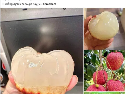 Loạn giá vải trứng Hưng Yên: Nơi 240.000 đồng/kg, nơi chỉ 45.000 đồng/kg, chuyện gì đây?