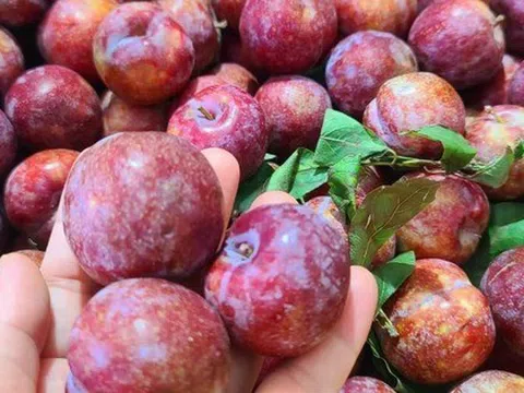 Mận đang bán đầy chợ, nhìn vào chỗ này biết ngay quả nào đắng chát, đọc rồi nhắc người thân của bạn nhé!