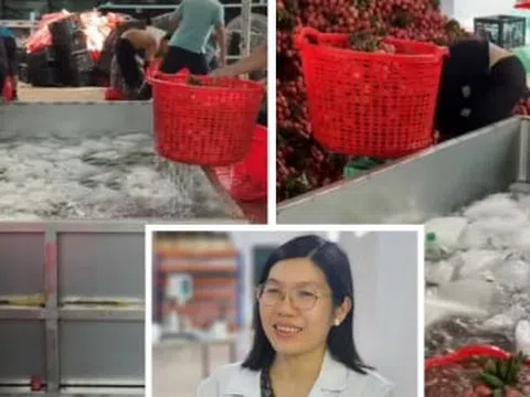 Vải thiều mới thu hoạch được ngâm nước đá, chuyên gia lý giải tác dụng