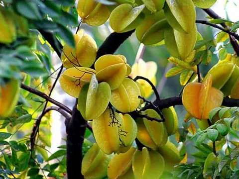 Ông bà dặn: "Trồng cây là trồng phúc, giữ cây là giữ lộc" - 3 cây này dù khó đến mấy cũng đừng chặt