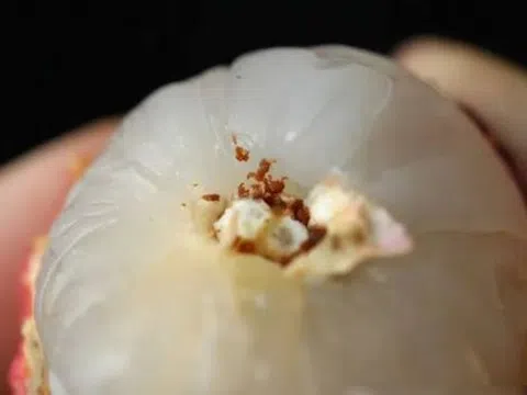 Bóc vỏ quả vải, phần đen trên cuống là gì? Nhiều người nghĩ là "phân sâu", chuyên gia trả lời
