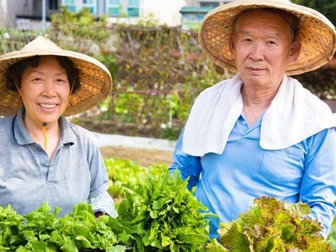 2 loại rau người Nhật xem như "thuốc tiên": Ở chợ Việt bán đầy, giá rẻ không tưởng