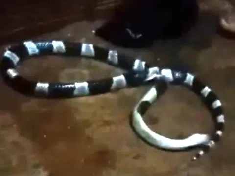 Đang ngủ, bé gái bị rắn độc chui từ điều hòa ra cắn