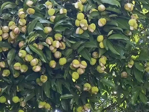 Xuất hiện loại vải "gây lú" mùa hè: Nhìn tưởng đột biến, ai ngờ lý do lại khiến dân mạng vừa buồn cười vừa thương